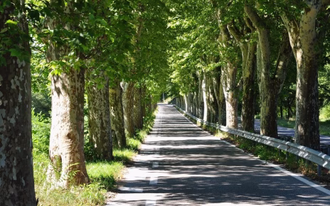 Caldo, Cia Campania: "Più alberi per abbassare la temperatura delle città. Il verde è un'infrastruttura, non un costo" 4 e8feb7ccf4185cd3763f7e7278077186