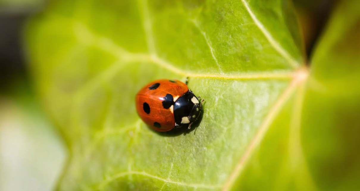 sostenibilita ambientale soluzioni impatto zero coccinella scaled 1
