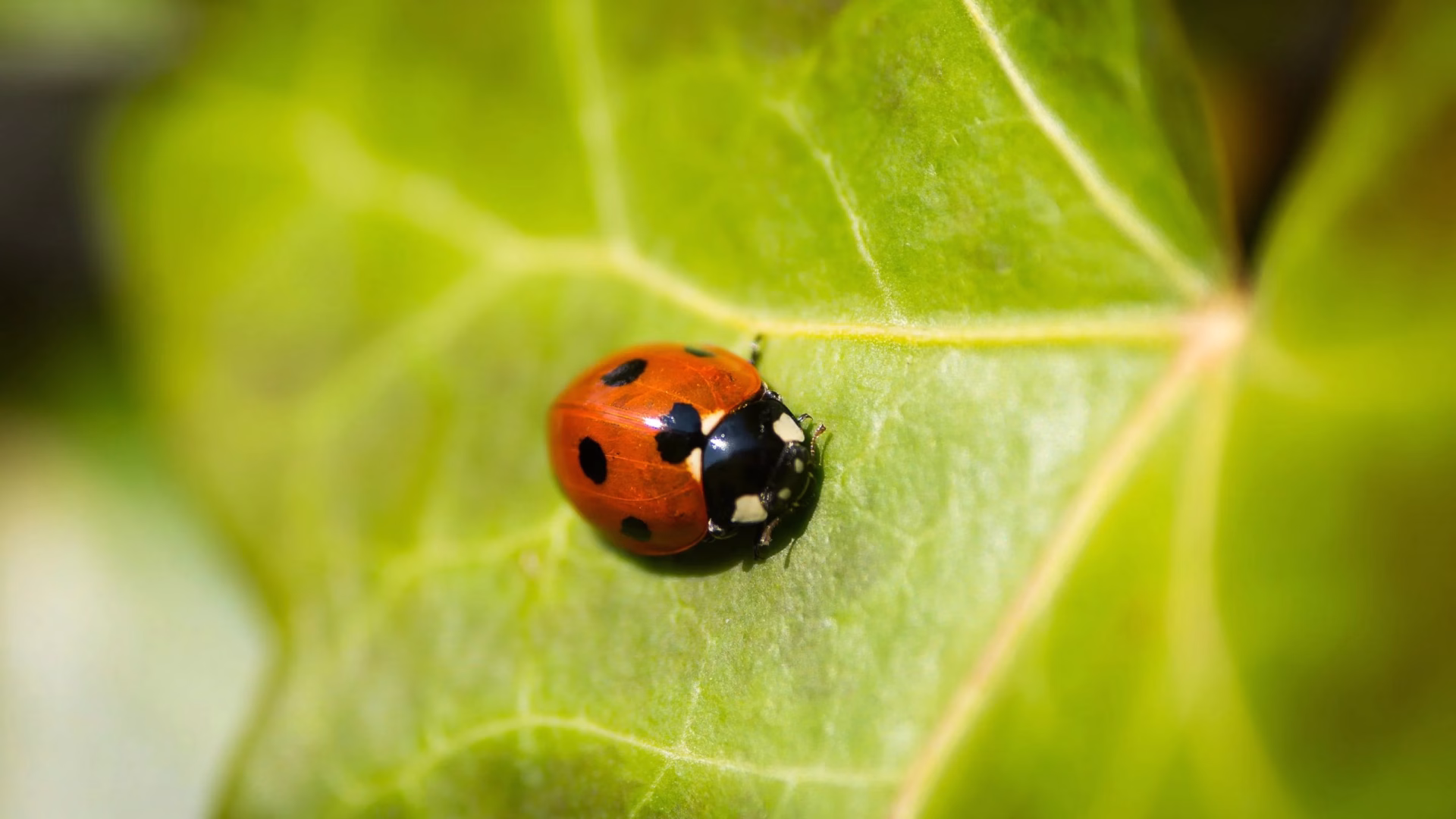 sostenibilita ambientale soluzioni impatto zero coccinella scaled 1