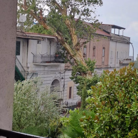 Piazzolla di Nola, il giorno in cui cadde il gigante: il platano custode della memoria abbattuto dal vento 5 763103928 1046673808103495 5790592359580394115 n