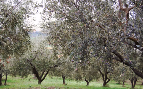 Olio, Confeuro-Asu: "Piano straordinario per filiera in Calabria: azioni da Regione e Governo" 5 DSC 9025 768x511 1