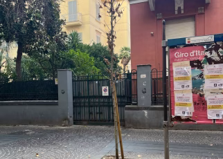 Vomero via Luca Giordano uno dei giovani alberi morti