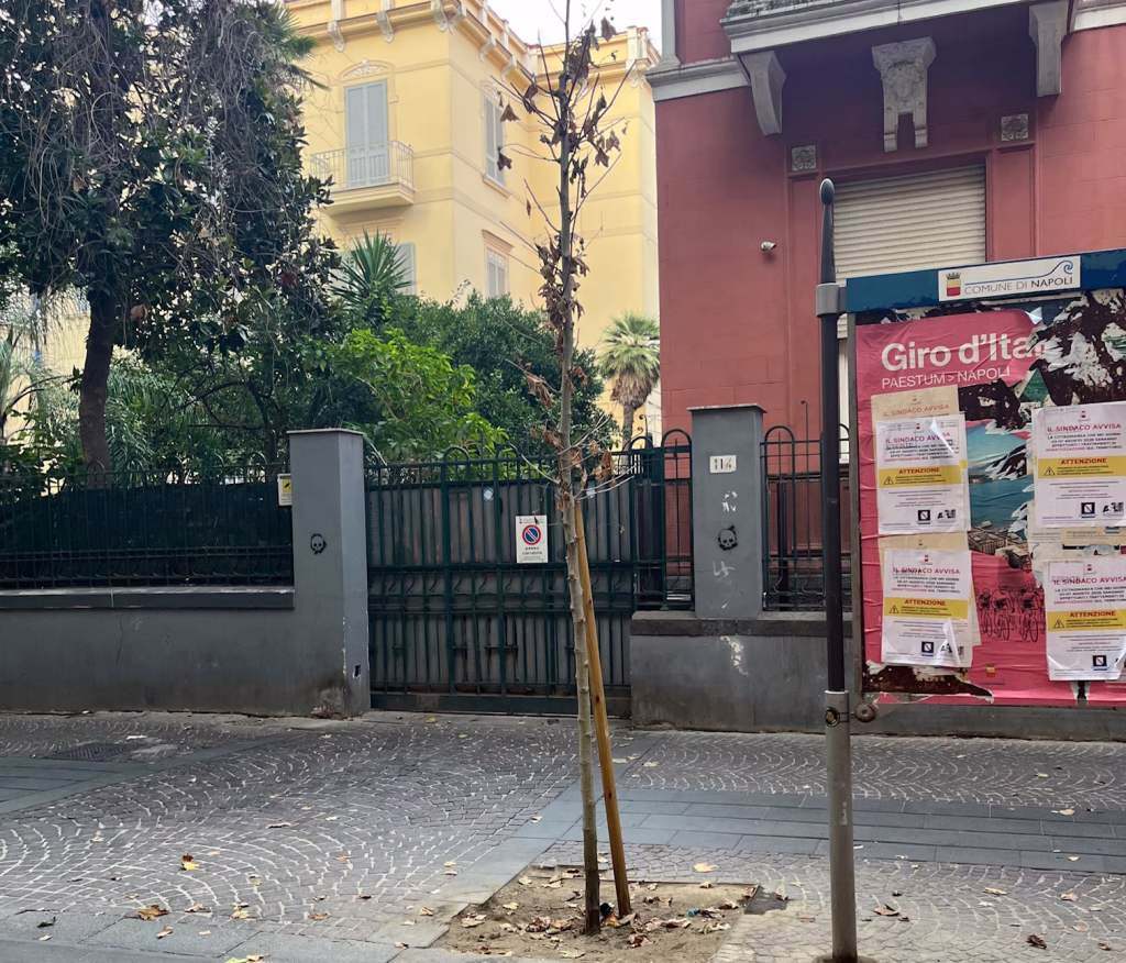 Vomero via Luca Giordano uno dei giovani alberi morti