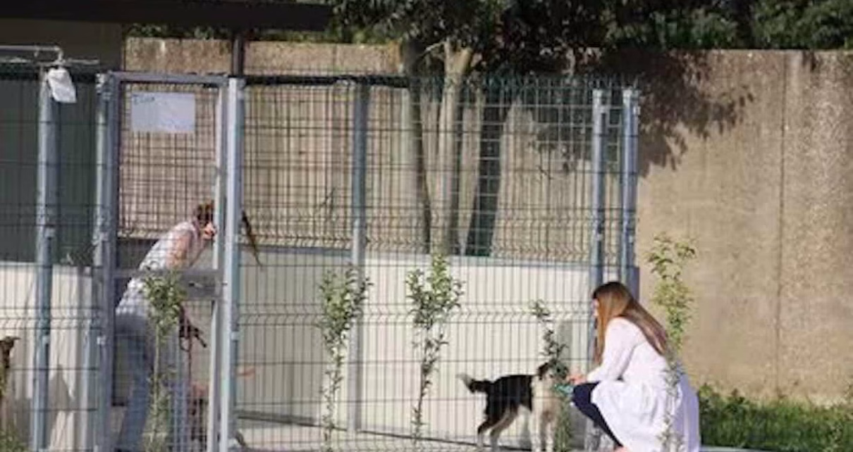 comune di napoli convoca tavolo per gestire la situazione dei canili di agnano e ponticelli