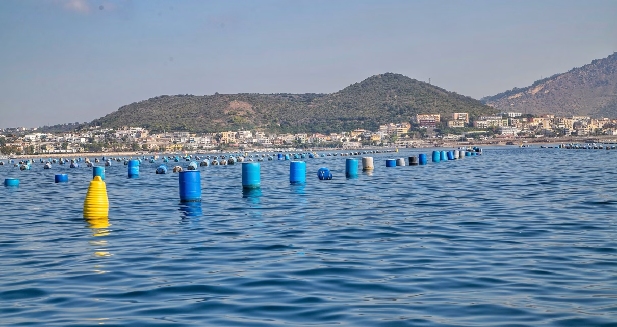 Asl Napoli 2 Nord, proseguono i campionamenti negli allevamenti a mare di cozze. Superata la fase di massima attenzione per il virus dell'epatite A, genoma non rilevato 2 cozze controlli asl na 2 nord 5