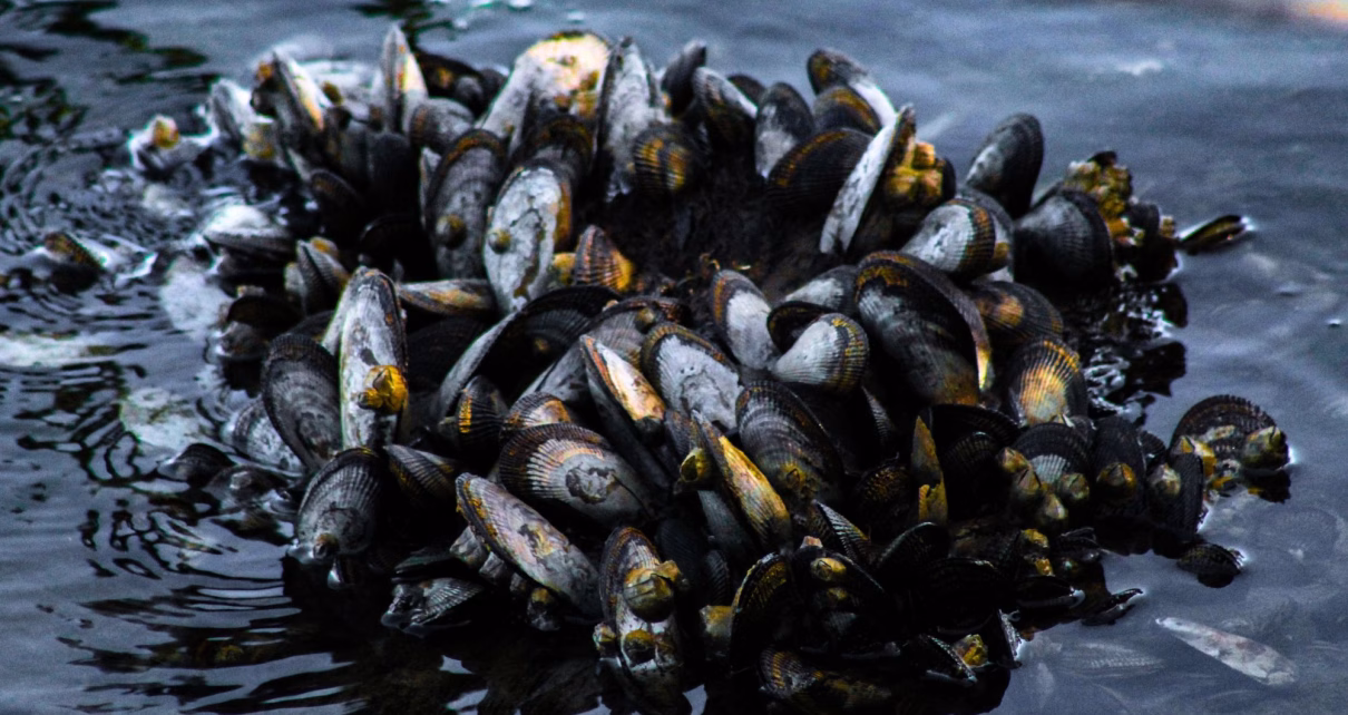 Allevamenti molluschi in crisi per le alte temperature: l’allarme di Unci AgroAlimentare e dei produttori 6 moria di cozze canva