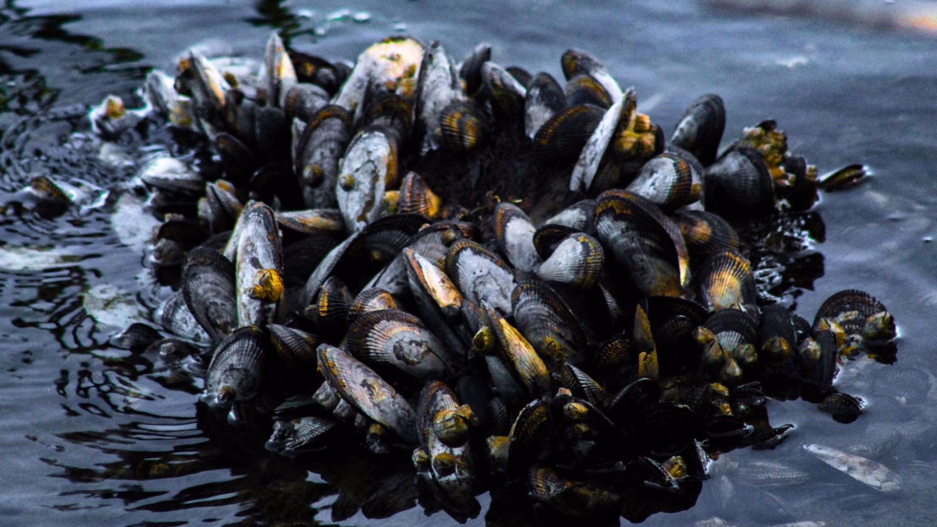 moria di cozze canva