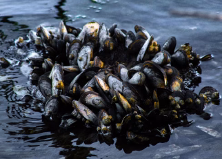 moria di cozze canva
