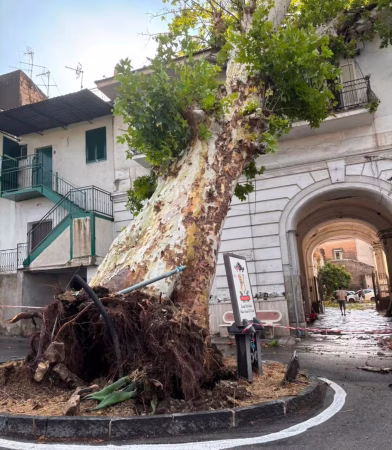 Piazzolla di Nola, il giorno in cui cadde il gigante: il platano custode della memoria abbattuto dal vento 4 platano piazzolla