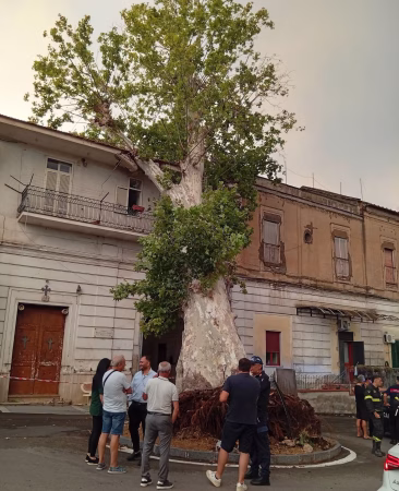 Piazzolla di Nola, il giorno in cui cadde il gigante: il platano custode della memoria abbattuto dal vento 3 platanodue
