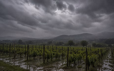 Maltempo nel Beneventano, CIA Campania: "Gravi danni ai vigneti a Castelvenere. Colpito duramente il comparto vitivinicolo" 3 vigneto allagato