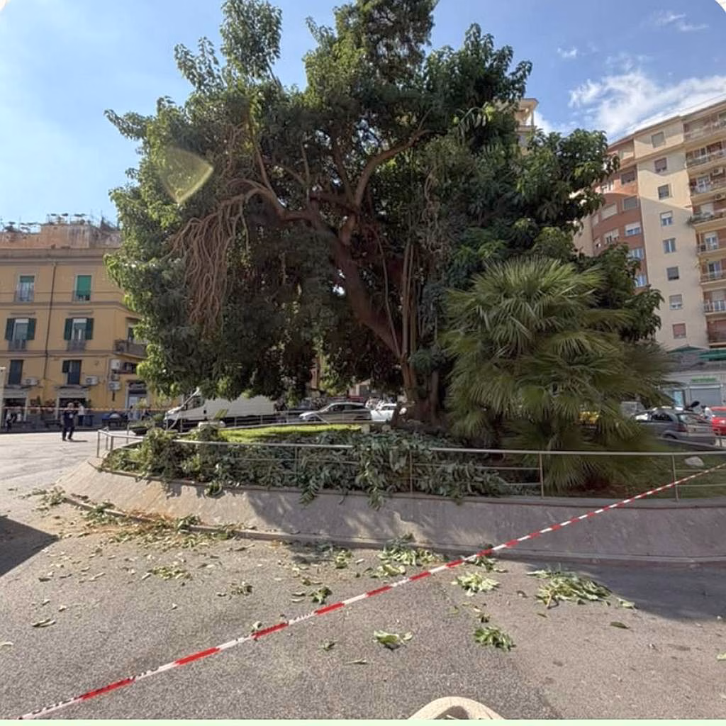 Napoli piazza degli Artisti lalbero momunentale