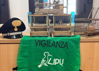 Secondigliano, ispezione dei Carabinieri in un Circolo ricreativo: sequestrati 5 cardellini protetti. Denunciato 80enne 26 vetatorie